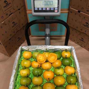 Gamboge | Yellow Mangosteen Fruit Box Tropical Fruit Box